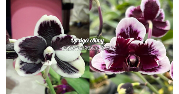 Орхидея Phal. Bright Peacock B&W x Hsinying Little Knight Plastic